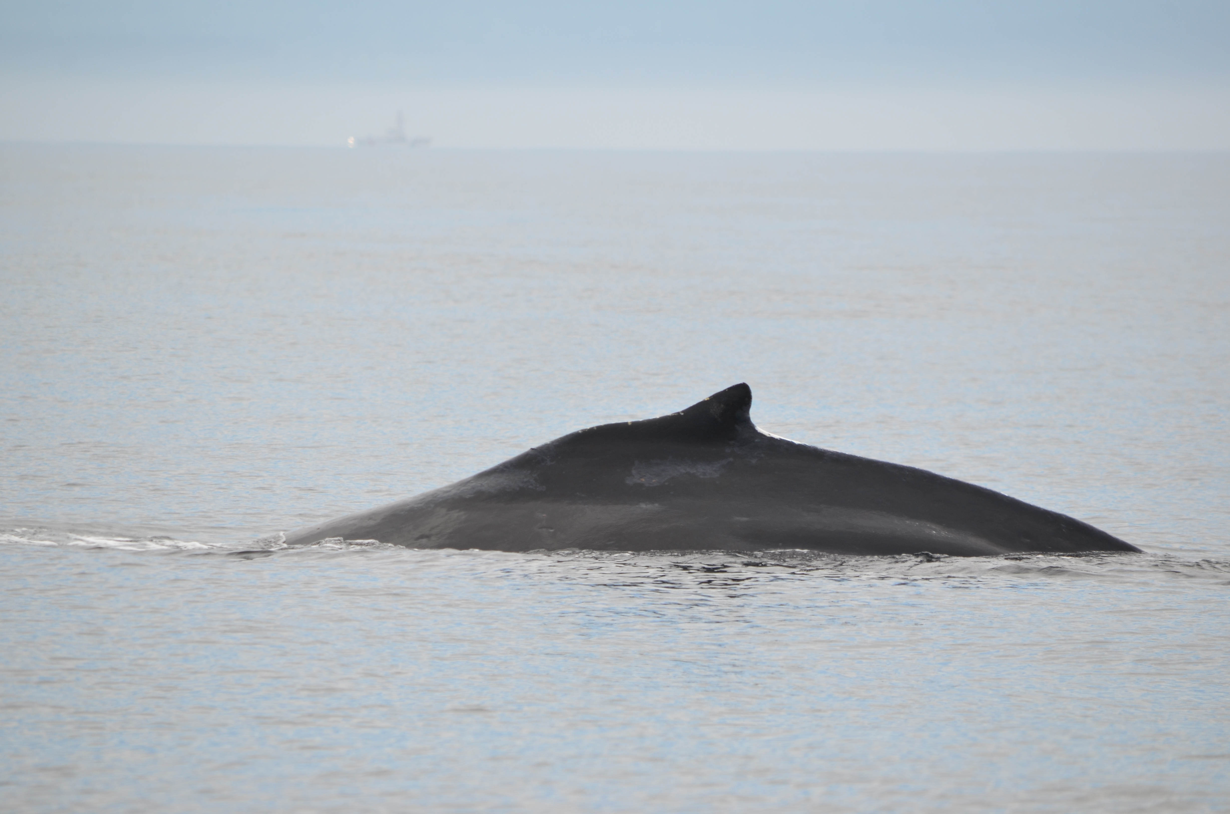 photos/wildlife/Mammal_Species/Humpback Whale/DSC_0050.JPG